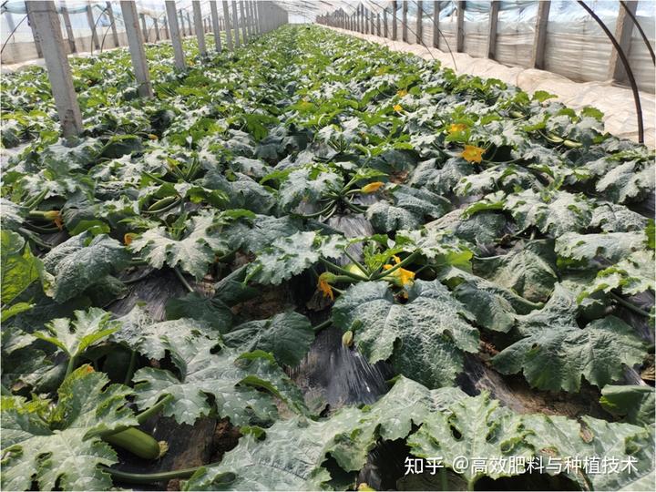 西葫芦结瓜期管理掌握这4点，花多瓜果产量高