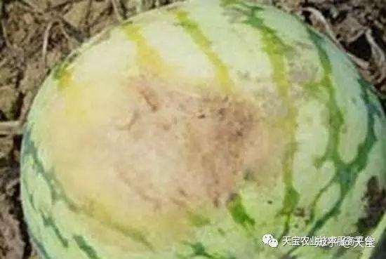 野生西瓜种植技术视频_野生西瓜的种植技术_野生西瓜长什么样
