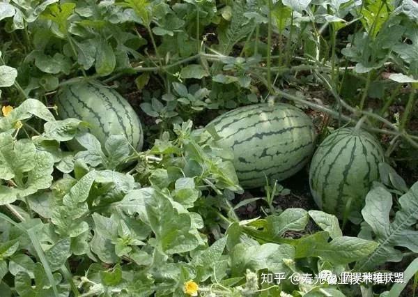 野生西瓜种植技术与管理_野生西瓜的种植技术_野生西瓜种植技术视频