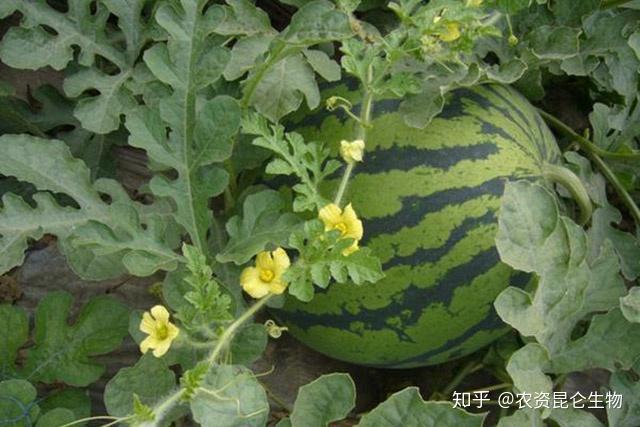 野生西瓜的种植技术_野生西瓜长什么样_野生西瓜怎么繁殖