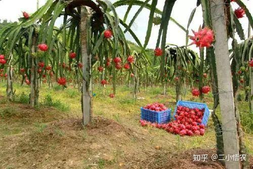大棚凤梨怎么种植_大棚凤梨种植技术_大棚种植凤梨技术视频