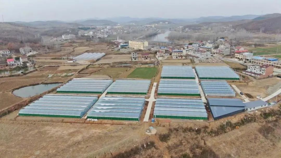 高城镇大桥村：“智慧大棚”显身手 香菇种植助增收