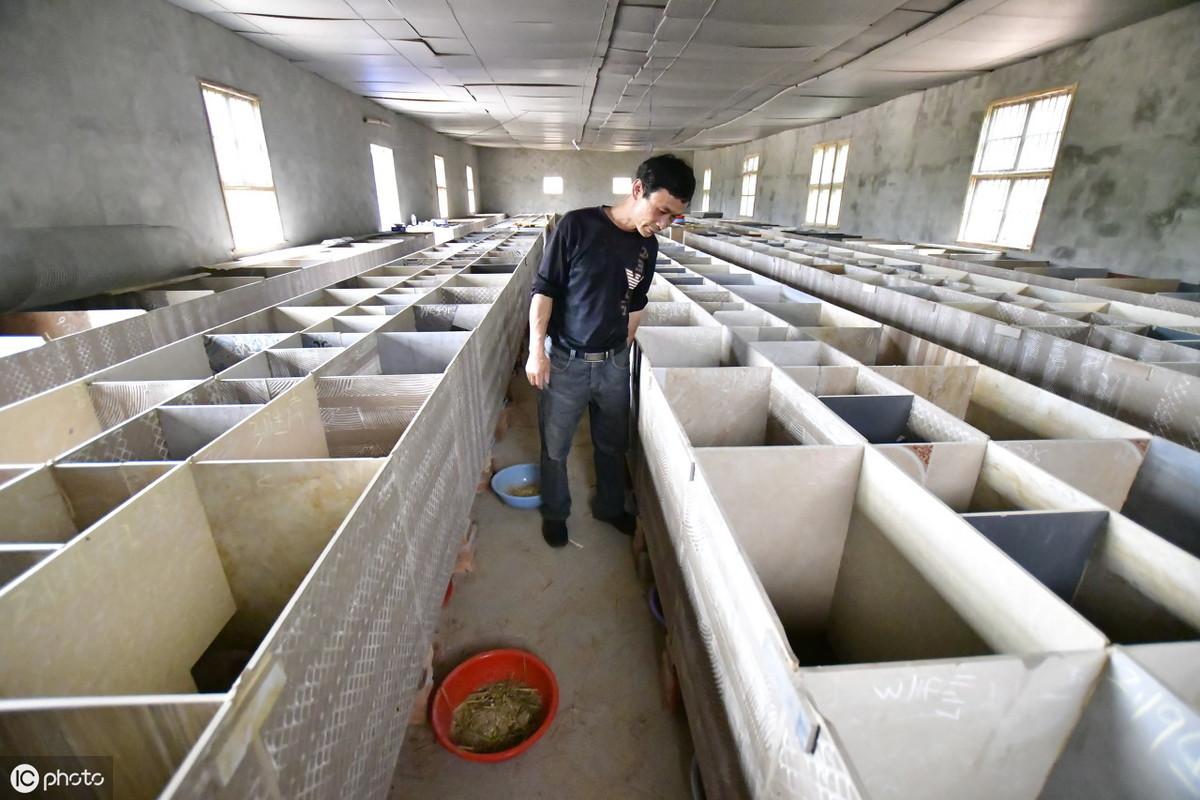 竹鼠养殖技术书_竹鼠养殖业_竹鼠养殖技术资料大全