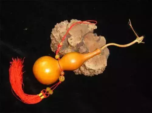 葫芦种植效益_致富经种葫芦_种葫芦收益怎么样