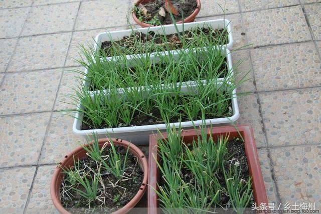 种植农村小葱技术视频_种植农村小葱技术要求_农村小葱种植技术