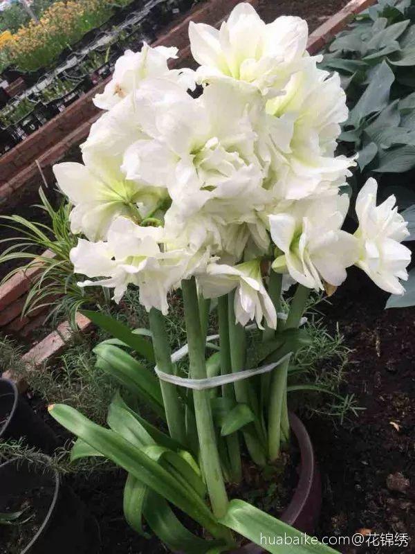 养这12种花真挣钱，今年种1棵，明年能收获一麻袋！