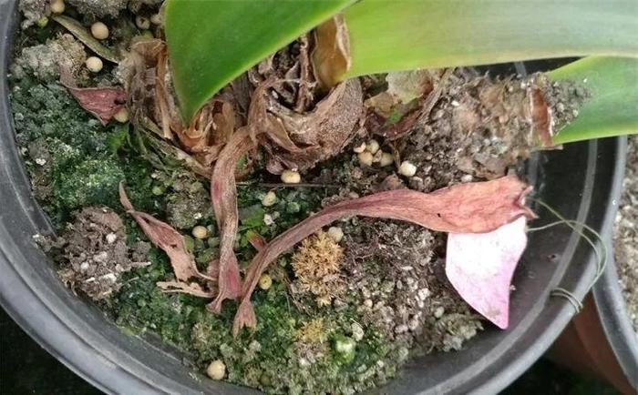 养这12种花真挣钱，今年种1棵，明年能收获一麻袋！