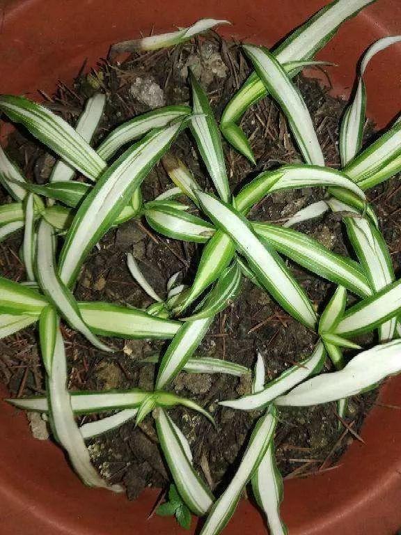 养这12种花真挣钱，今年种1棵，明年能收获一麻袋！