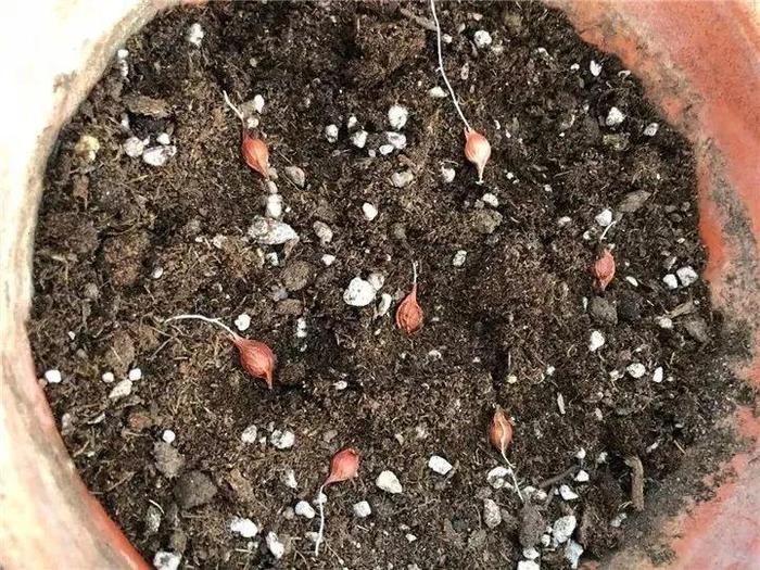 养这12种花真挣钱，今年种1棵，明年能收获一麻袋！