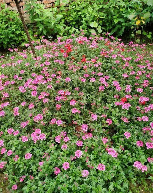 养这12种花真挣钱，今年种1棵，明年能收获一麻袋！