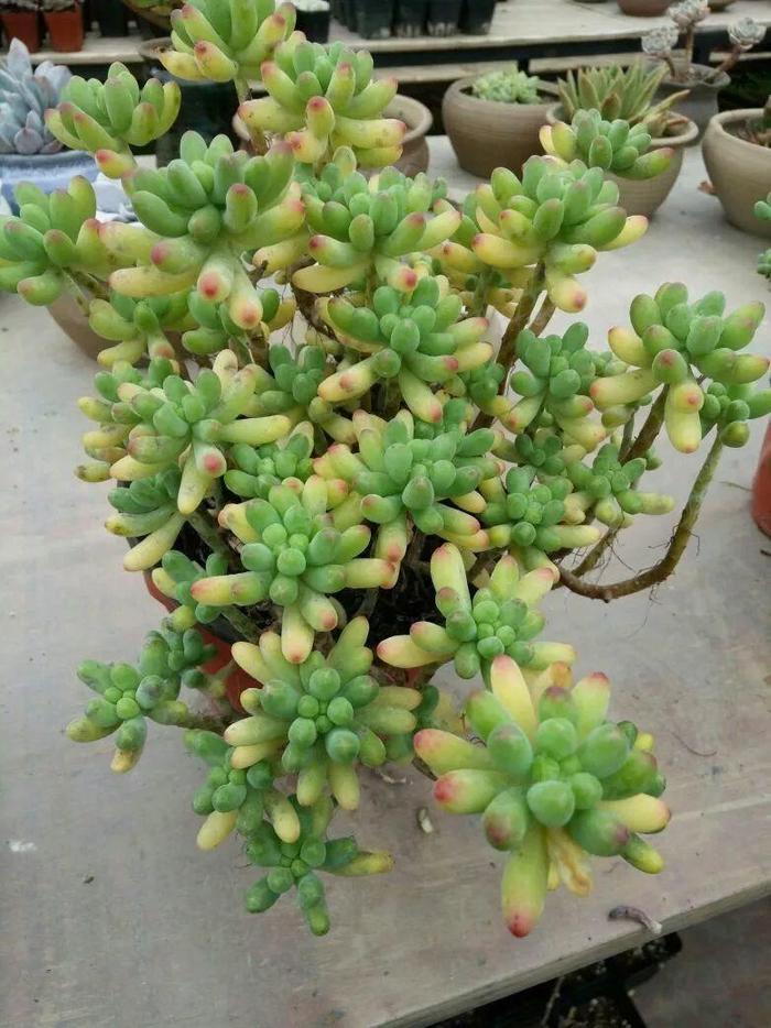 养这12种花真挣钱，今年种1棵，明年能收获一麻袋！