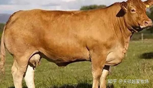养牛致富经视频央视_央视致富经养牛视频_cctv17致富经养牛