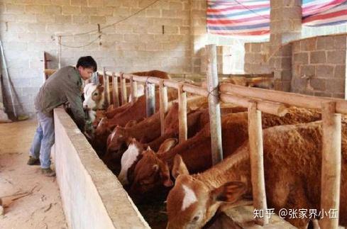 现在牛肉那么贵，回家养牛30万够吗，能不能做成功发家致富