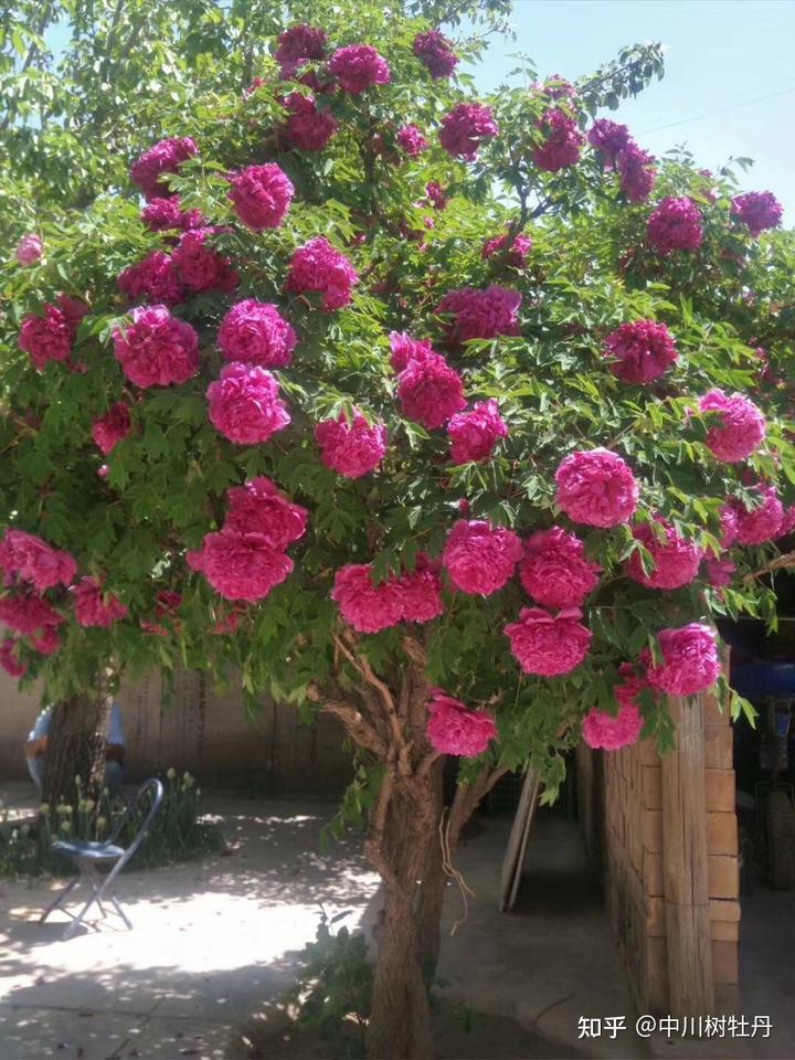 牡丹致富盆栽种植时间_盆栽牡丹种植致富_牡丹致富盆栽种植视频