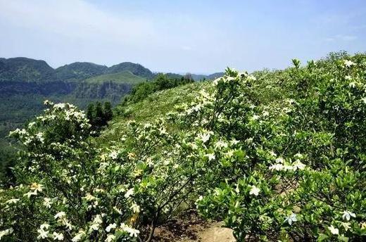 致富种植栀子项目介绍_致富种植栀子项目名称_栀子种植致富项目