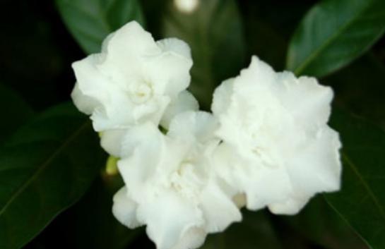 栀子种植致富项目_致富种植栀子项目介绍_致富种植栀子项目名称