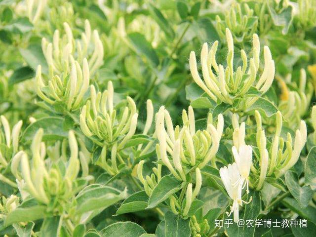 桄榔树有什么含义_桄榔树图片_桄榔树种植致富