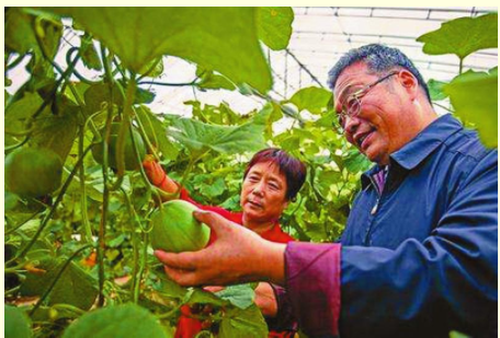 传技术“密码” 种致富甜瓜