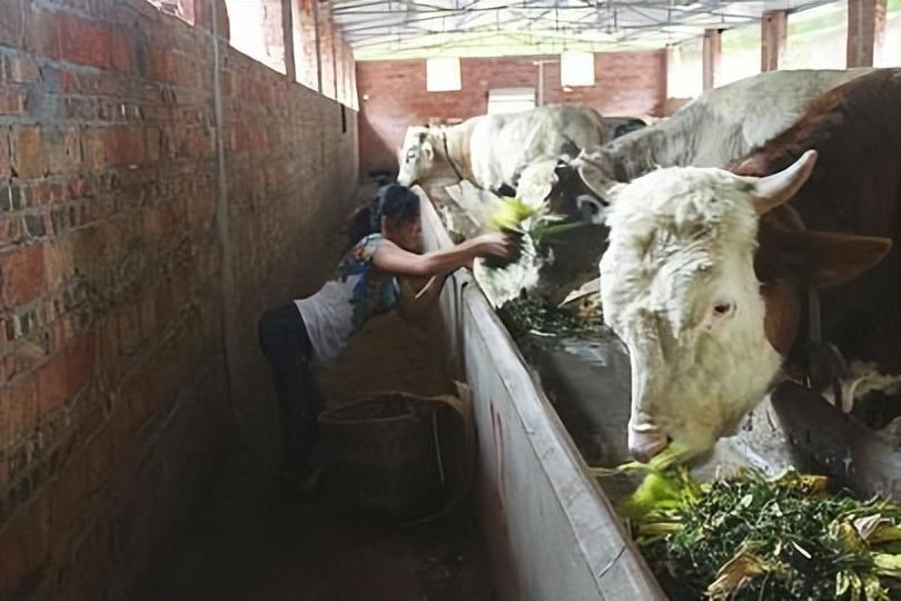 潘远香致富经_致富经养牛潘远香电话_致富经潘淑红养牛视频全集