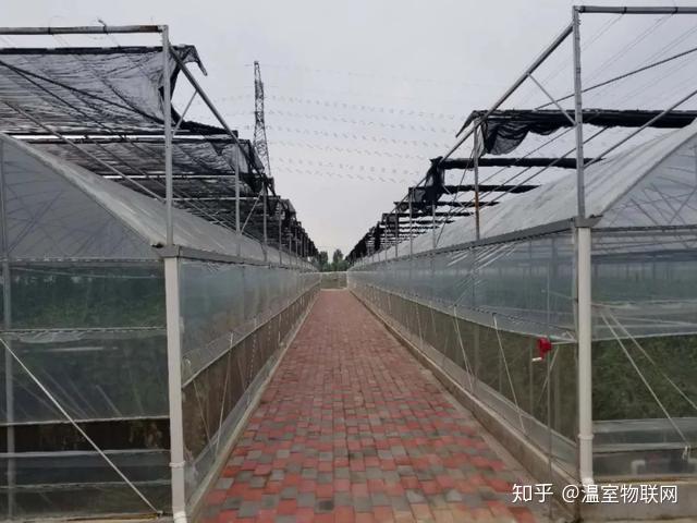 农户致富节水大棚种植经验材料_农户种植大棚节水致富经验_大棚种植水费多少钱一吨