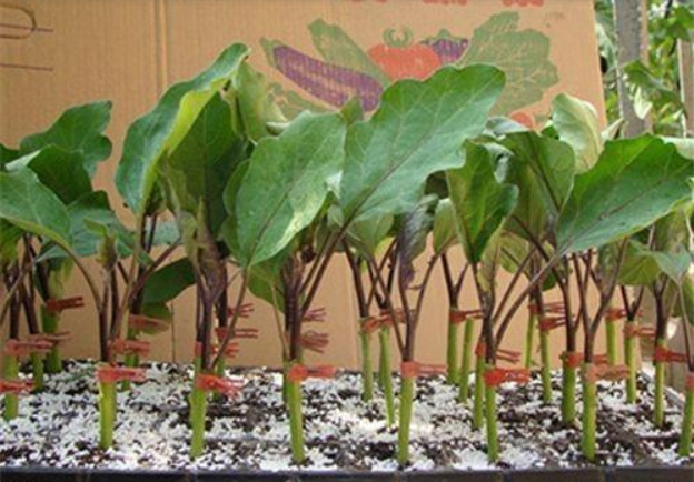 种植茄子视频教程_茄子种植技术视频_茄子种植技术与管理视频