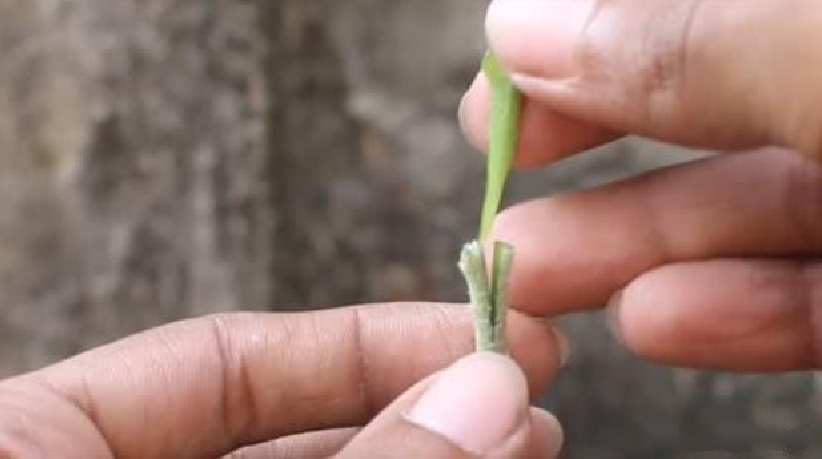 茄子种植技术与管理视频_茄子种植技术视频_种植茄子视频教程