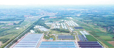 昌乐县种植平菇致富新闻_平菇基地_聊城市场平菇今日价格