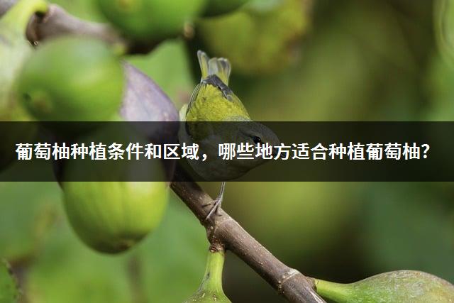 葡萄柚种植条件和区域，哪些地方适合种植葡萄柚？-1