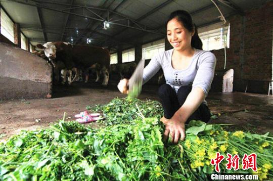 潘远香致富经_致富经养牛潘远香电话_致富经潘远香养牛
