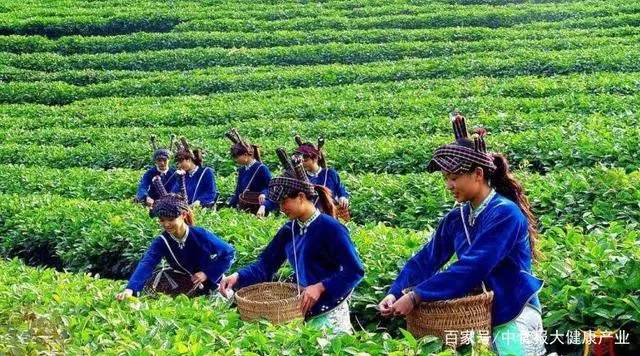 小茶叶带领乡亲奔向致富大路