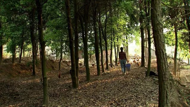 致富经cctv7养珍珠鸡_养殖珍珠鸡前景怎么样_珍珠鸡致富经视频