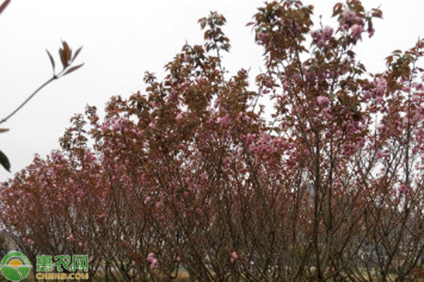 种植树致富_致富种植什么比较赚大钱_种树致富全部视频