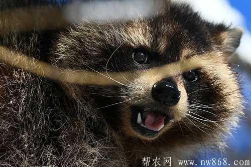 乌苏里貉价值及乌苏里貉养殖方法