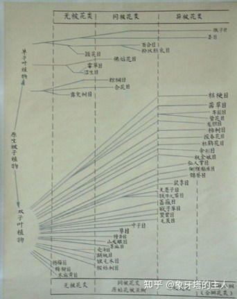 流苏树的管理方法_流苏树种子有什么用_流苏树种植技术