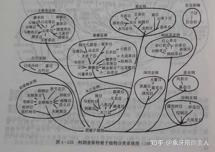 流苏树的管理方法_流苏树种植技术_流苏树种子有什么用