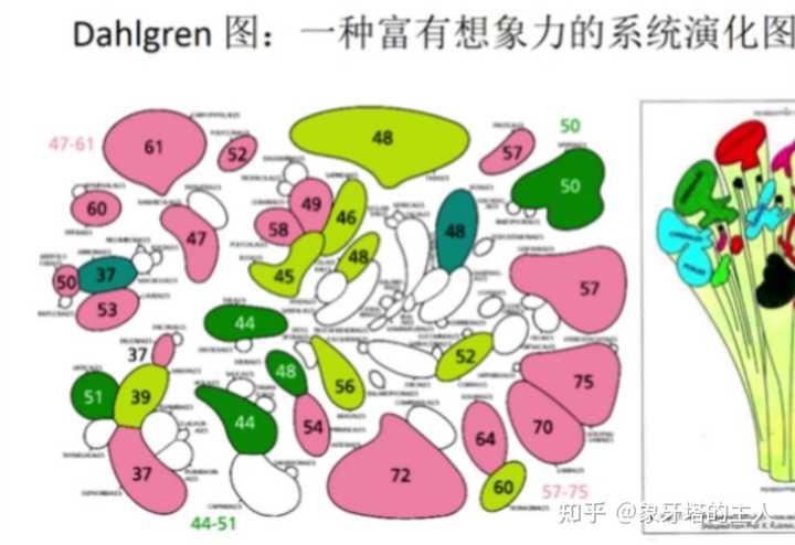 流苏树种植技术_流苏树种子有什么用_流苏树的管理方法