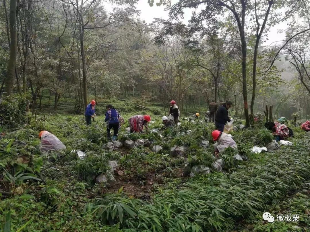 荒山致富项目_荒山种植什么前景好_荒山种植致富技巧