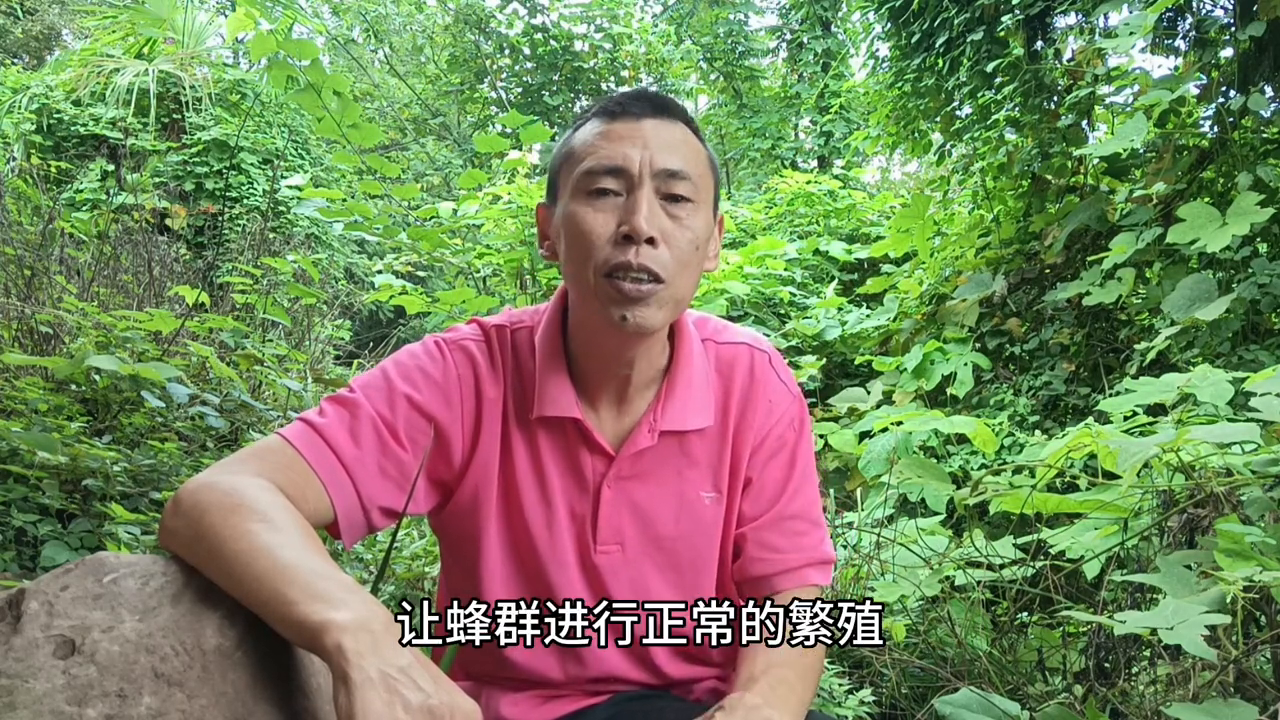 致富经养蜂视频_致富经养蜂视频播放_致富经爻养中蜂视频