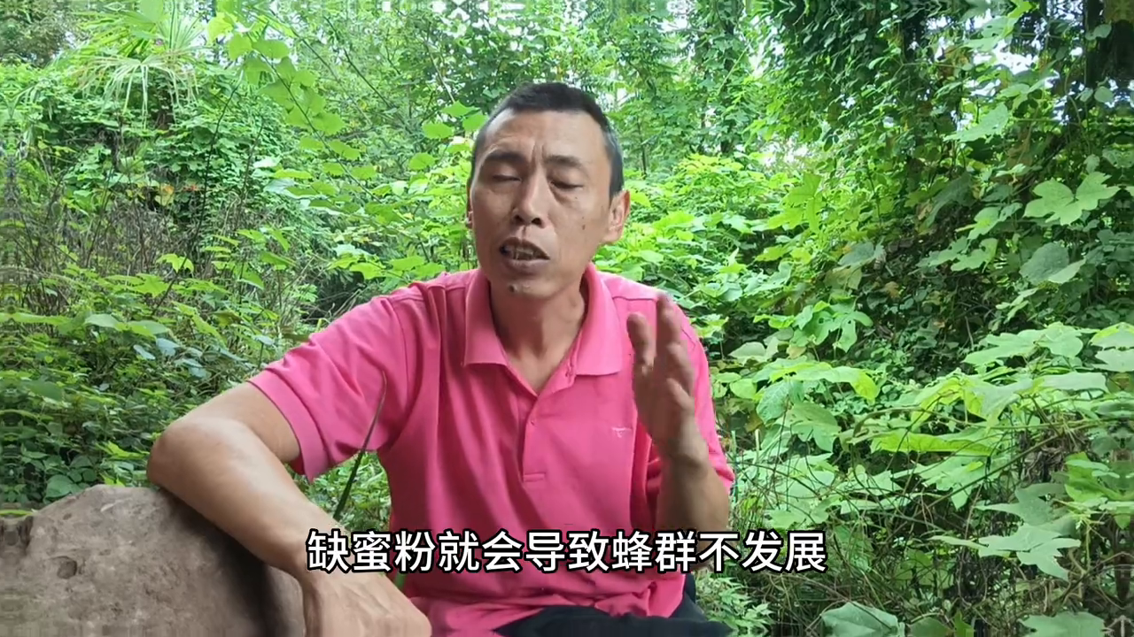 致富经养蜂视频_致富经养蜂视频播放_致富经爻养中蜂视频