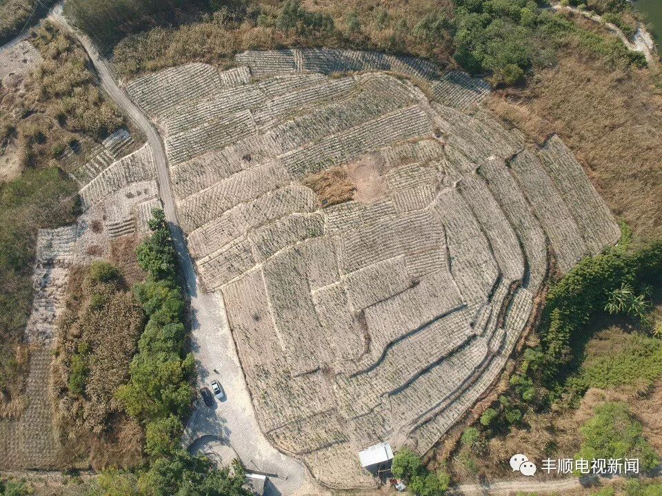 荒山种植什么前景好_荒山种植什么来钱快_荒山种植致富技巧