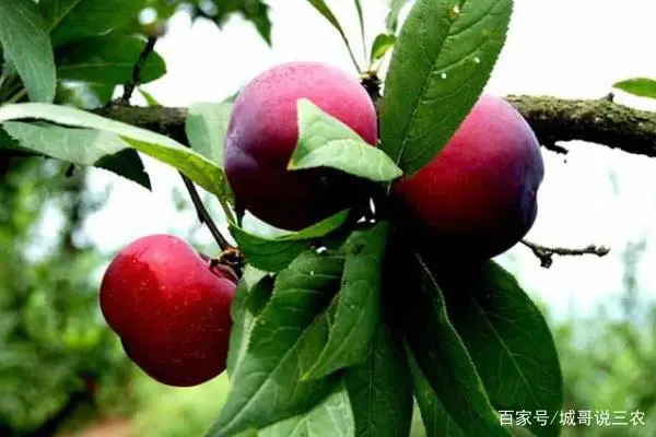 广西李子产地在哪里_广西种植李子致富_致富广西李子种植视频