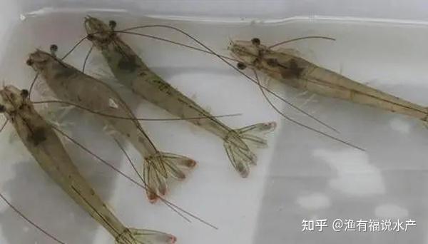 南美白对虾冬棚养殖技术关键点_南美白对虾冬棚养殖技术_对虾冬棚养殖怎样调水
