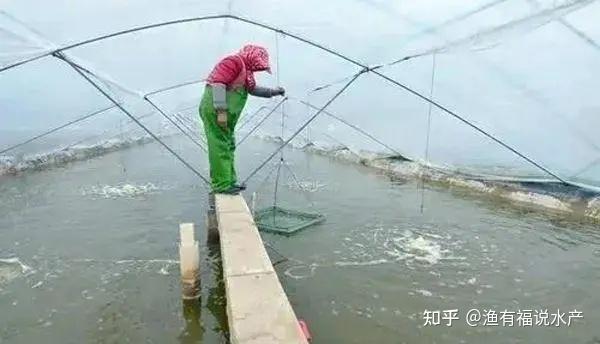 南美白对虾冬棚养殖技术关键点_南美白对虾冬棚养殖技术_对虾冬棚养殖怎样调水