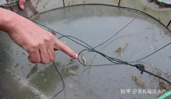 南美白对虾冬棚养殖技术_南美白对虾冬棚养殖技术关键点_对虾冬棚养殖怎样调水