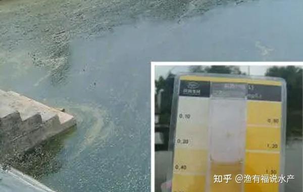 南美白对虾冬棚养殖技术_对虾冬棚养殖怎样调水_南美白对虾冬棚养殖技术关键点