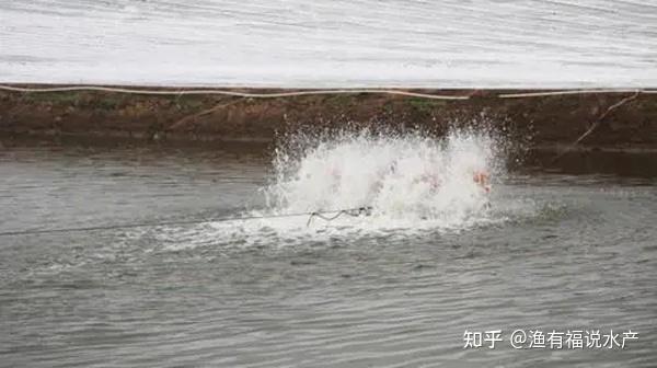 南美白对虾冬棚养殖技术_对虾冬棚养殖怎样调水_南美白对虾冬棚养殖技术关键点