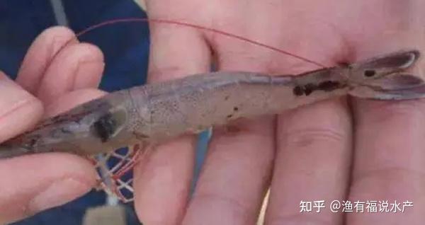 南美白对虾冬棚养殖技术_南美白对虾冬棚养殖技术关键点_对虾冬棚养殖怎样调水