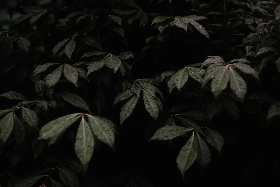 中医秘方经验集锦优质推荐_中医秘方精选_中医秘方大全书籍