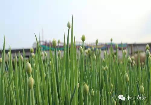 香菜种植技术大全视频_香菜种植技术视频_大香菜种植技术