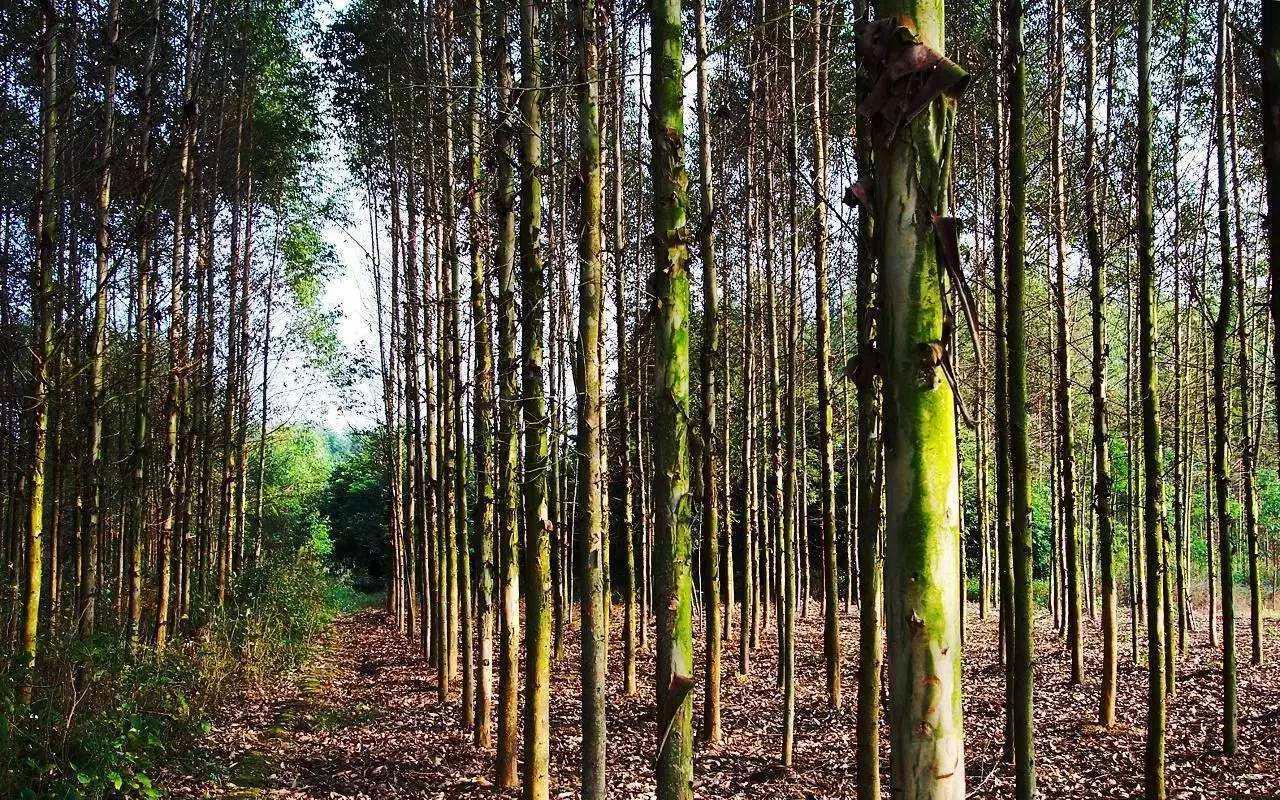种植桉树技术要求_种植桉树技术和管理_桉树种植技术